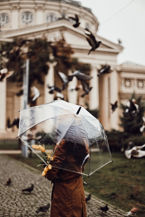 Person with long dark hair and a brown coat holds orange tulips beneath a transparent umbrella. Pigeons take flight in the background.